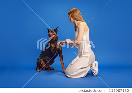 Young tender woman in dress, training to gives paw her beautiful Doberman dog against deep blue studio background. Young tender woman in dress, training to gives paw her beautiful Doberman dog against deep blue studio background. 115087180