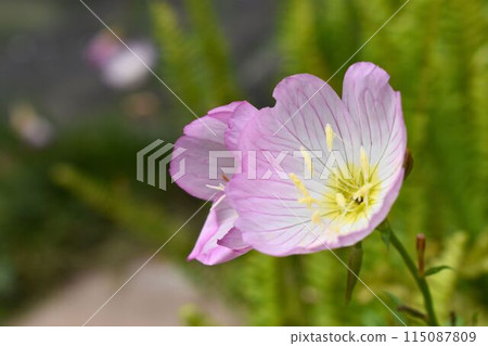 初夏盛開的粉紅絲柏 115087809