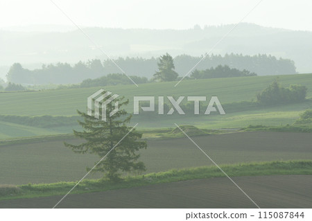 Early summer early morning view from Shinei Hill in Biei Town Early summer early morning view from Shinei Hill in Biei Town 115087844