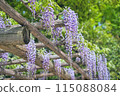 Wisteria in full bloom 115088084