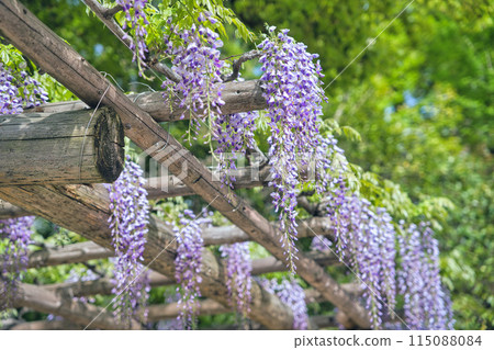 紫藤花在最美的時候 115088084