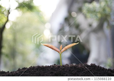 Closeup of Java apple tree sprout growing 115088110