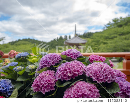 繡球花長廊盛開 115088140