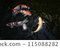 Carp receiving food 115088282