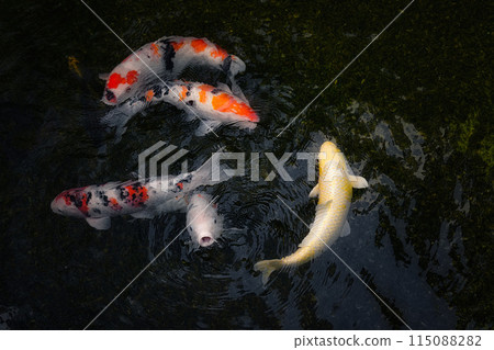 Carp receiving food 115088282