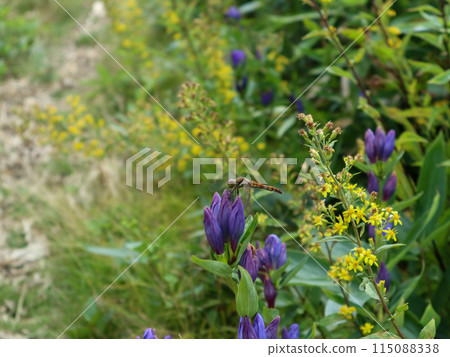 Autumn rosy moth and autumn goldenrod resting on a gentian Autumn rosy moth and autumn goldenrod resting on a gentian 115088338