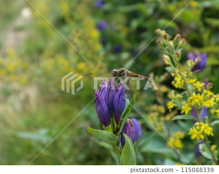 Autumn rosy moth and autumn goldenrod resting on a gentian 115088339