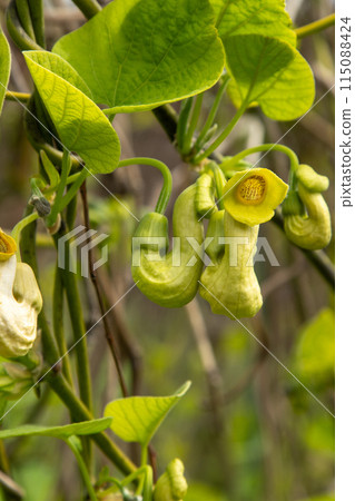 Flowers Aristolochia Manchuria. Liana bud plant. Botany is an endangered species. 115088424