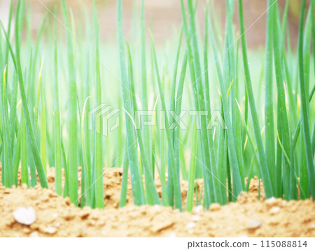 A field of onions 115088814
