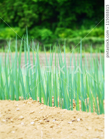 A field of onions A field of onions 115088815