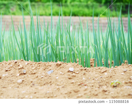 A field of onions A field of onions 115088816