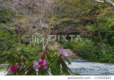 奈良室寺的杜鵑花和養老坂的新綠 奈良室寺的杜鵑花和養老坂的新綠 115088865