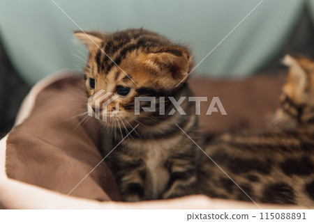 Closee-up little bengal kittens on the cat's pillow 115088891
