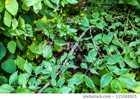 The bark of the branches becomes razor-like and has medicinal properties. 115088925