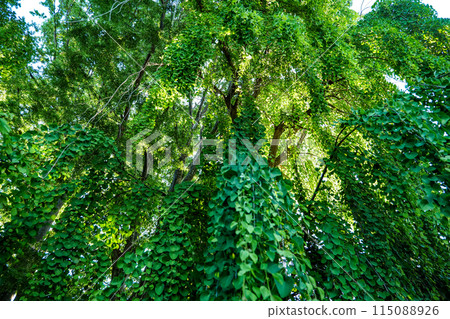 The beautiful drooping katsura, a mutation of the katsura tree 115088926