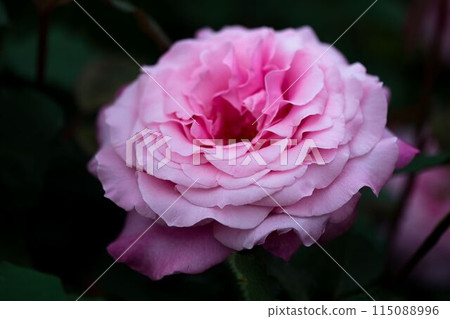 Beautiful petals overlapping one another 115088996