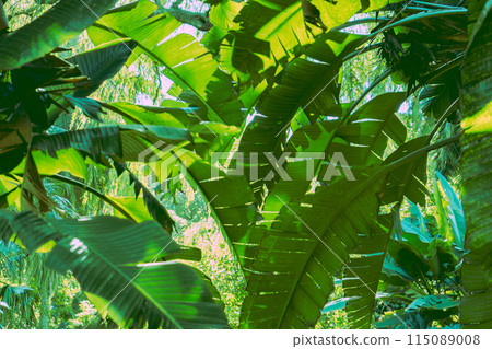 Deep forest of banana leaf Deep forest of banana leaf 115089008