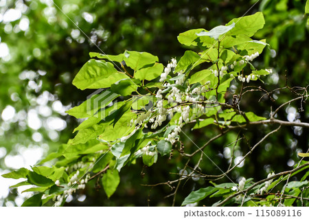 穿線 穿線 115089116