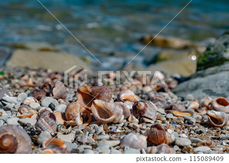 Rapana shells on sand against the background of the sea Rapana shells on sand against the background of the sea 115089409