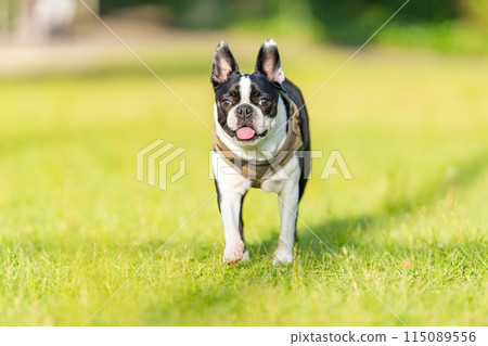 Boston Terrier 115089556