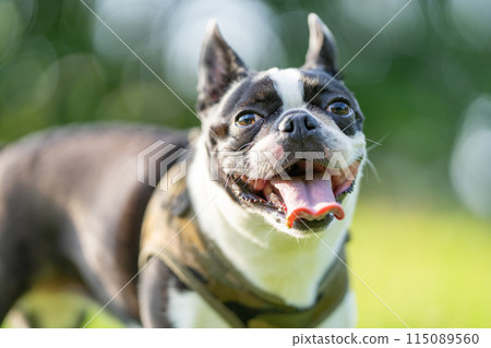 Boston Terrier 115089560