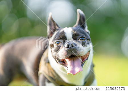 Boston Terrier Boston Terrier 115089573