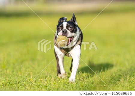 Boston terrier playing with a ball Boston terrier playing with a ball 115089656