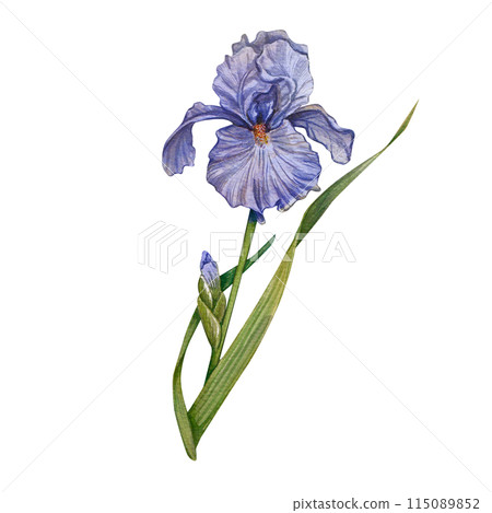 Iris flower, hand-drawn. Isolated on a white background. Watercolor botanical illustration. A summer Provencal flower. Perfect for invitations, posters, stationery and interior decor elements. 115089852