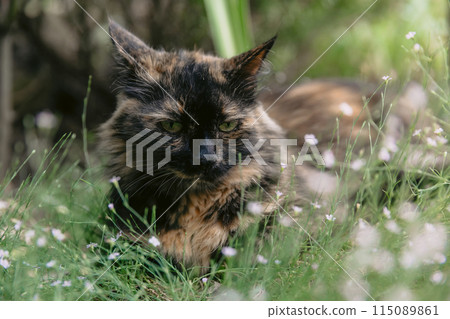 Cute child girl eat apple fruit. Little girl close up in summer garden. 115089861