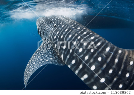 Cute child girl eat apple fruit. Little girl close up in summer garden. 115089862