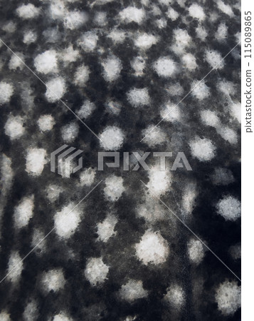 Cute child girl eat apple fruit. Little girl close up in summer garden. Cute child girl eat apple fruit. Little girl close up in summer garden. 115089865