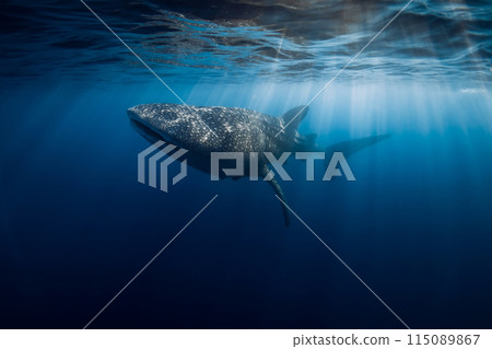 Cute child girl eat apple fruit. Little girl close up in summer garden. Cute child girl eat apple fruit. Little girl close up in summer garden. 115089867