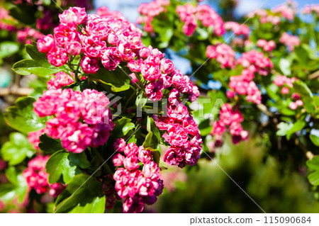 Bloosoming pink flowers of hawthorn tree Bloosoming pink flowers of hawthorn tree 115090684