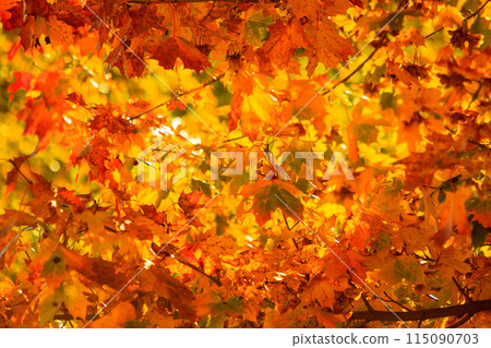 autumn leaves fall trees nature background 115090703