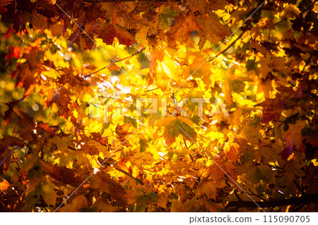 autumn leaves fall trees nature background 115090705