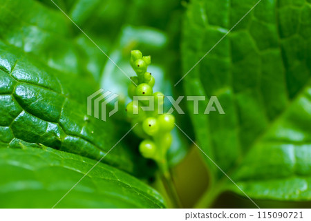 Hitori Shizu no Mi Hitori Shizu no Mi 115090721