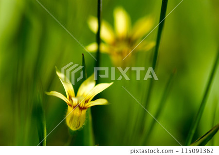 Yellow flowers of Niwazekisho Yellow flowers of Niwazekisho 115091362