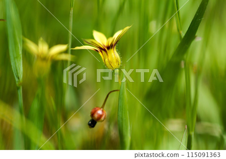 Yellow flowers of Niwazekisho 115091363