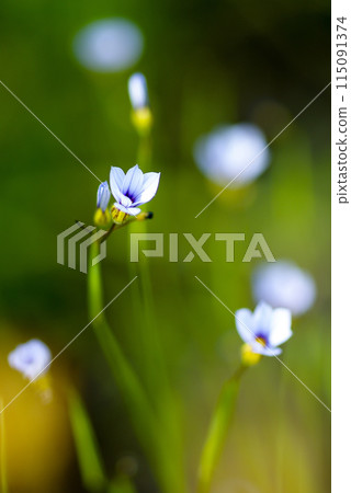 White flowers of garden stone irises 115091374