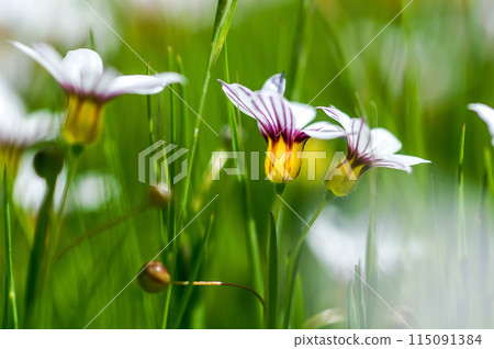 花園石鳶尾的白花 花園石鳶尾的白花 115091384