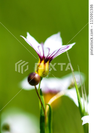 White flowers of garden stone irises 115091386
