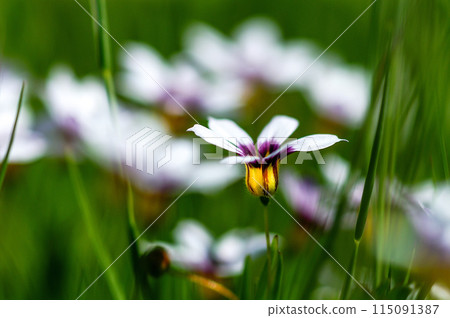 White flowers of garden stone irises 115091387