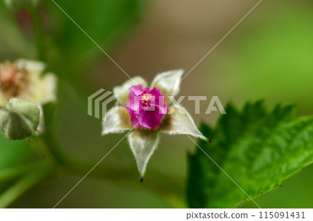 苗Mak草莓 苗Mak草莓 115091431