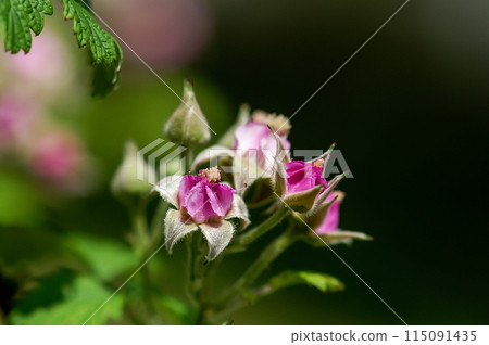 Miao Makoto strawberry 115091435