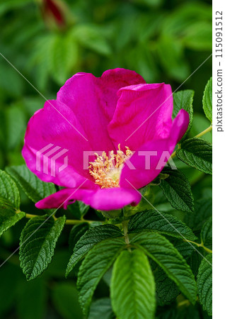 Hamanasu Hamanasu 115091512