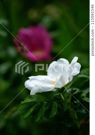 濱鬆的白花 115091546