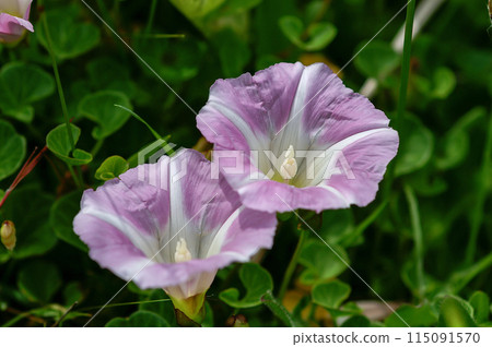 海灘海灘的臉 海灘海灘的臉 115091570