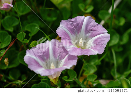 海灘海灘的臉 115091571