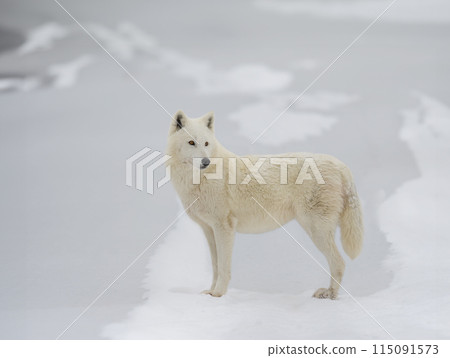 white polar wolf on a background of snow 115091573