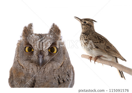 figurative picture of a portrait of an owl and a lark isolated 115091576